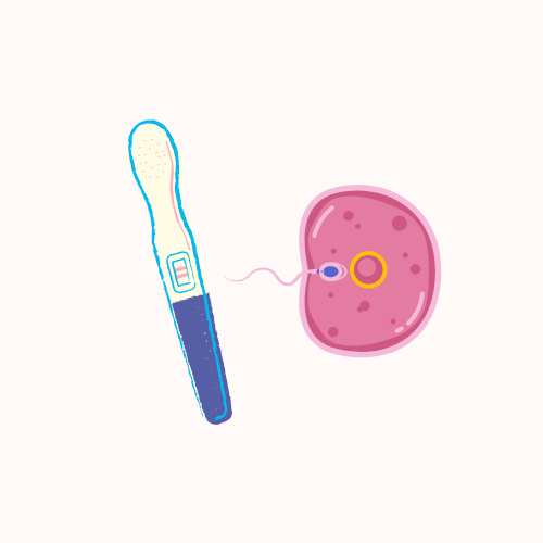 A pregnancy test beside a cartoon of a sperm entering an egg